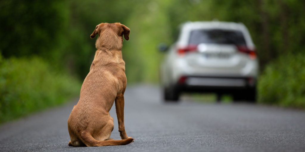 Hund venter uden for ejers hus ugevis – årsagen vil knuse dit hjerte