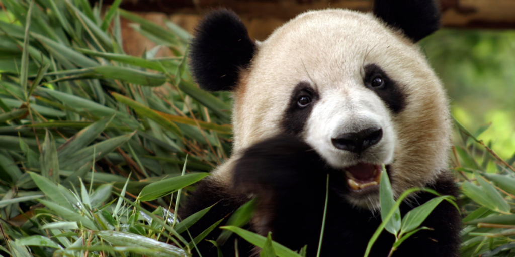 Femte forsøg: Sådan gik det, da Københavns ZOO forsøgte at få pandaerne til at parre sig