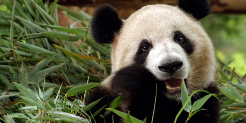 Femte forsøg: Sådan gik det, da Københavns ZOO forsøgte at få pandaerne til at parre sig