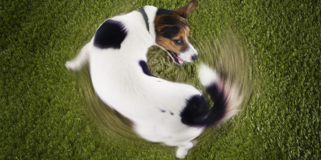 Jager din hund sin egen hale? Her er 3 mulige årsager
