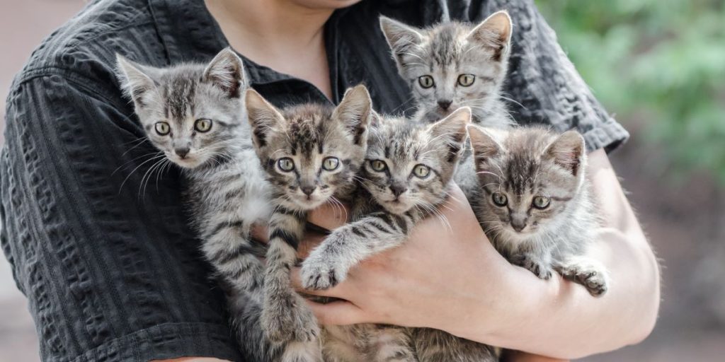 Kinesiske fødevareskandale: 1000 katte skulle slagtes og sælges som svine- og lammekød