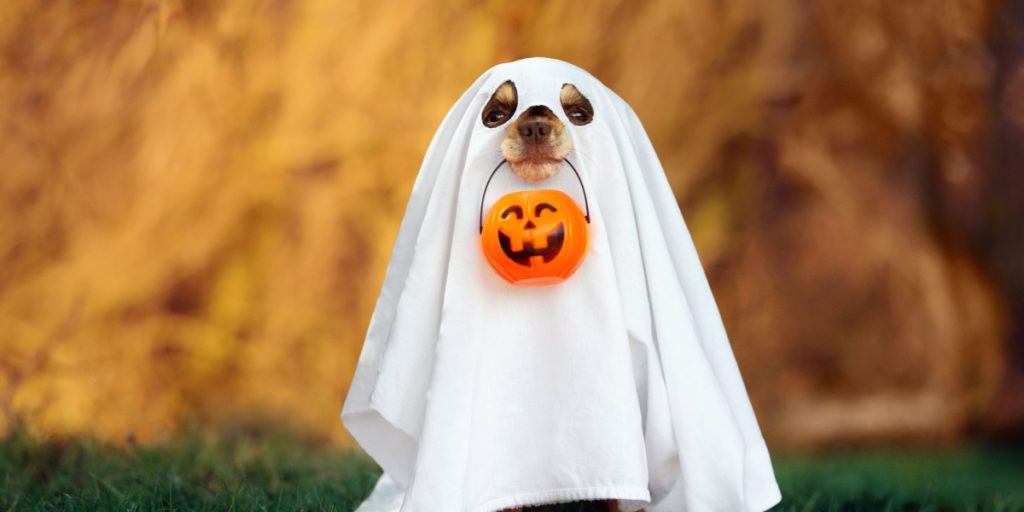 Vil du klæde kæledyret ud til Halloween? Så har dyrlæge klar besked til dig