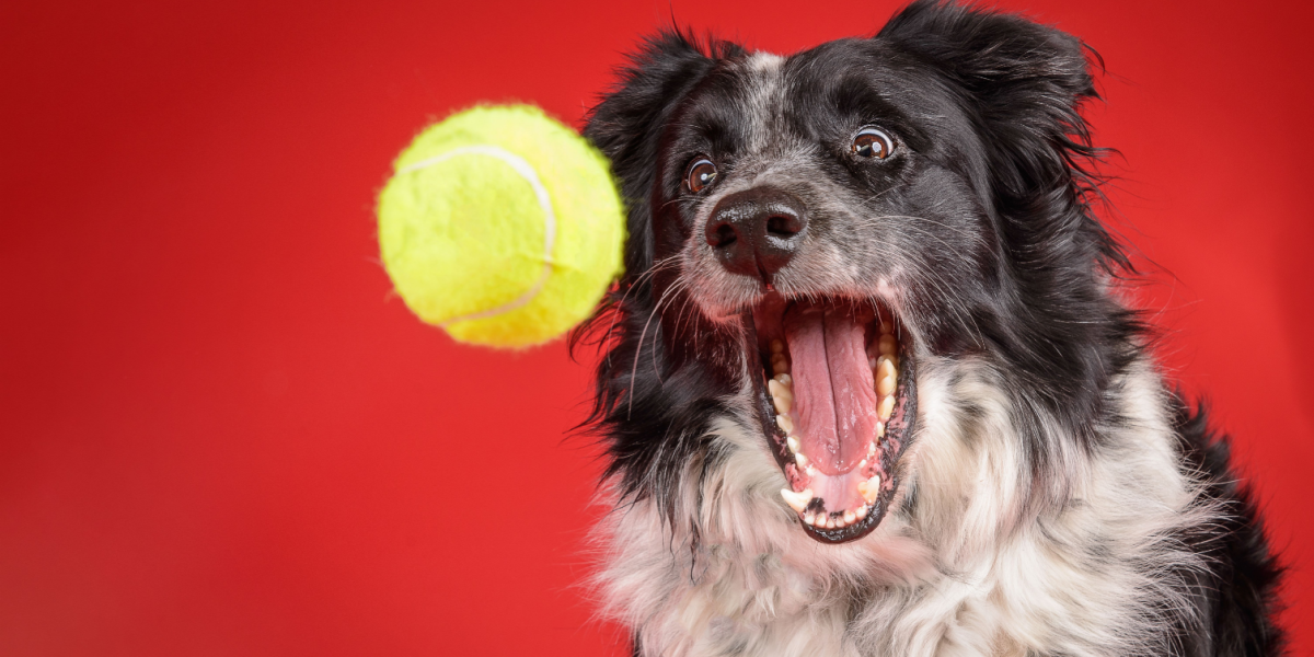 Se den søde video: Hund fik tennisboldfest til sin pensionering fra lufthavn