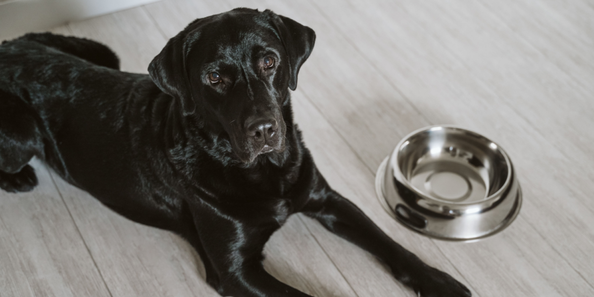 Kan din labrador også blive ved med at spise? Nu har videnskaben fundet forklaringen