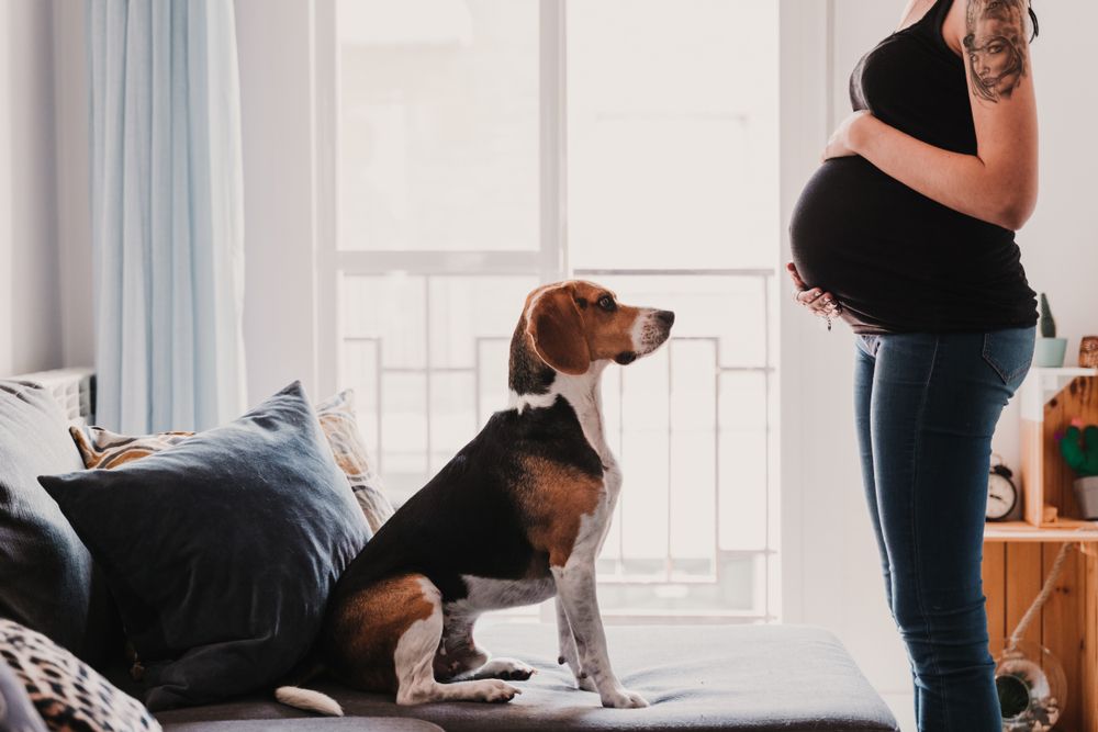 Højgravid kvinde har et problem med sin mand: Han prioriterer sin hund over mig