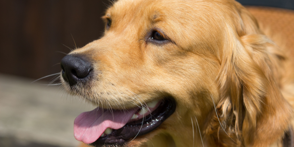 Gåtur med hunden i varmen? Så glemmer du måske det vigtigste overhovedet