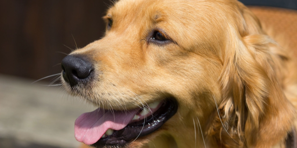Gåtur med hunden i varmen? Så glemmer du måske det vigtigste overhovedet