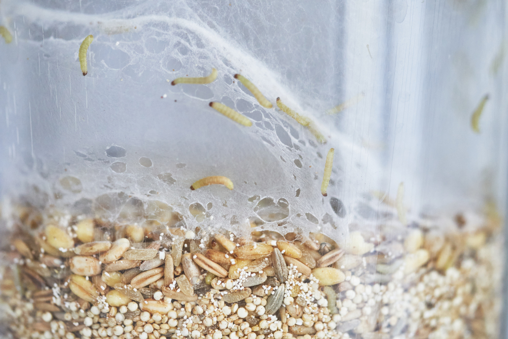 Bekæmpelse af møl i madvarer: Sådan kommer du af med de skadende insekter