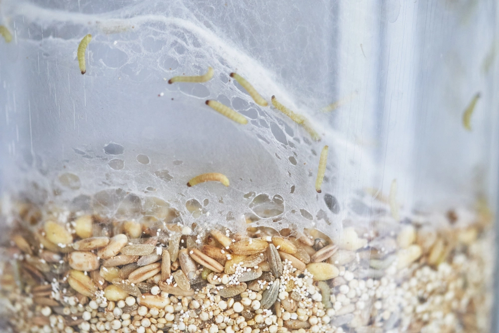 Bekæmpelse af møl i madvarer: Sådan kommer du af med de skadende insekter