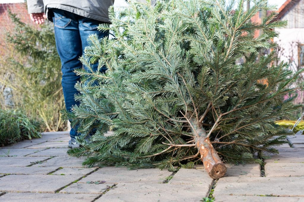 Brug det til at beskytte din have: 5 værdifulde genbrugsløsninger for dit juletræ