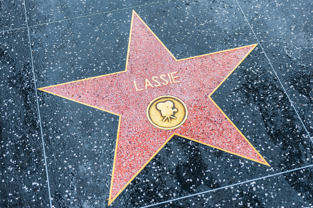 Fra Lassie til Laika: Her er de 7 mest berømte hunde