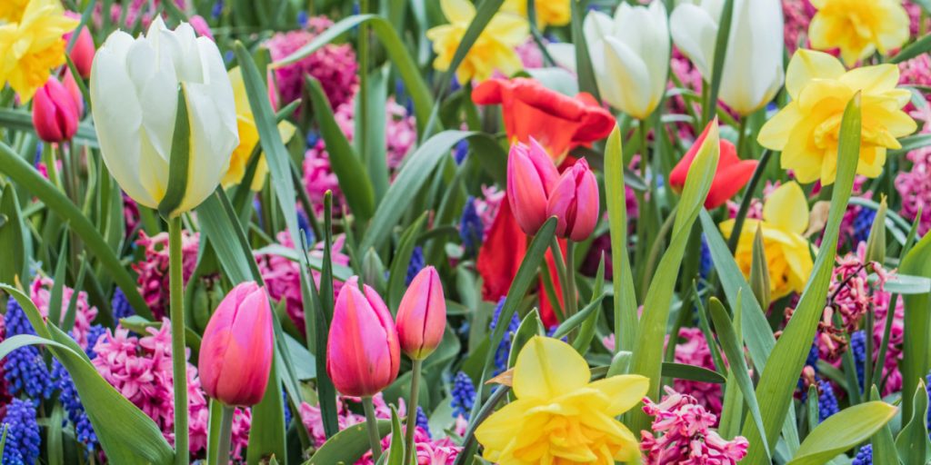 Vildt trick fra haveekspert: Sådan få du kulørte blomster til jul