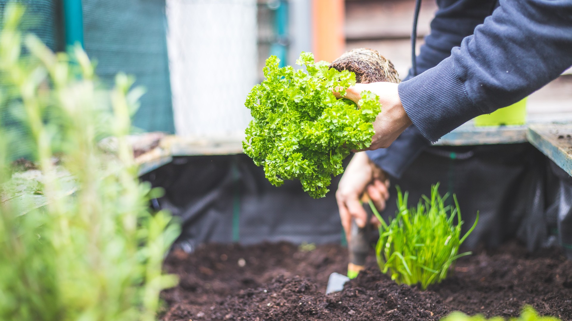 Beskyt din have med disse planter – 10 nemme tricks mod skadedyr