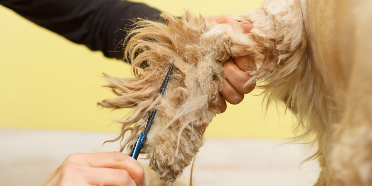 Familiefar mente, at han sagtens kunne klippe deres hund
