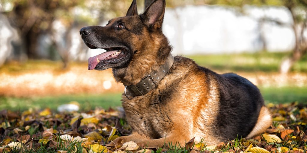 De kunne ikke få schæferhund til at adlyde: Grunden var helt absurd