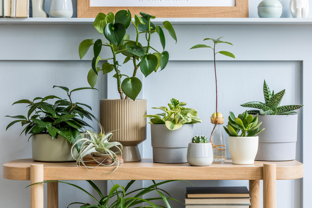 Dine stueplanter skriger på ompotning og disse 3 andre ting med forårets komme