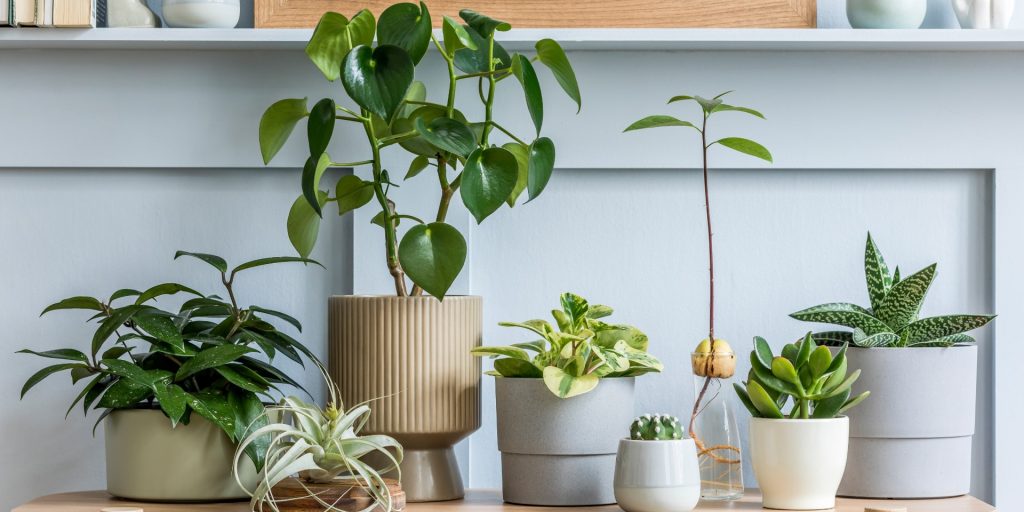 Fire stueplanter, der naturligt bekæmper fugt