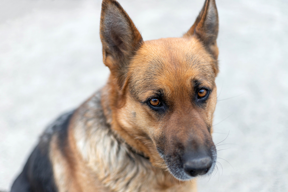 Forsvundet hund vendte hjem efter et år: Desværre måtte en anden familie sige farvel
