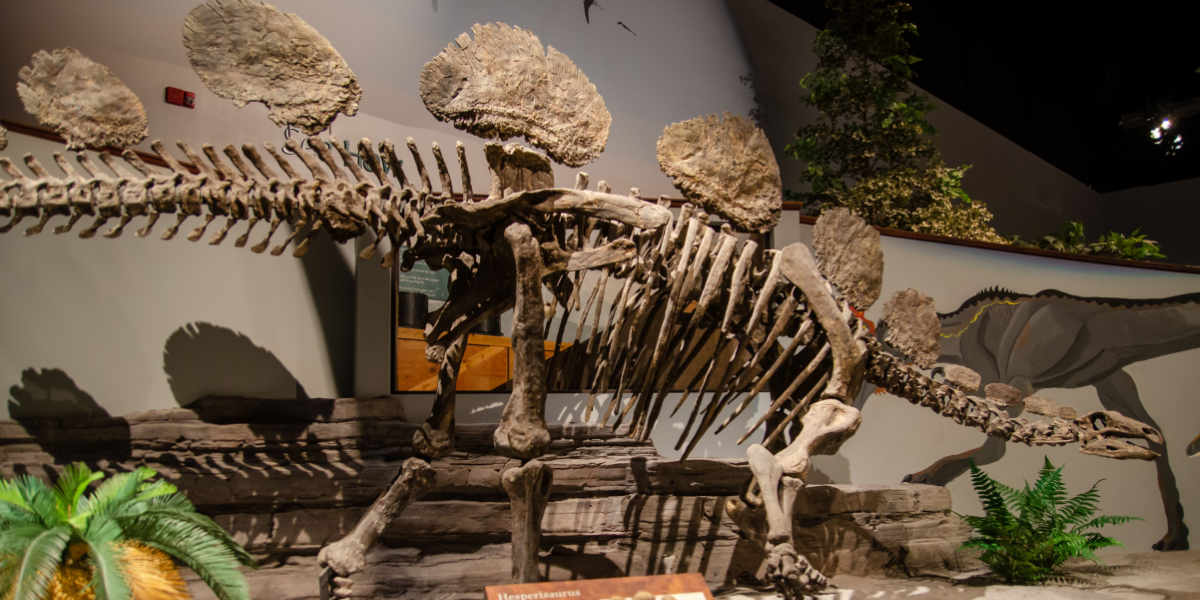 Er på vej til Danmark: Verdens mest værdifulde dinosaurart under udgravning