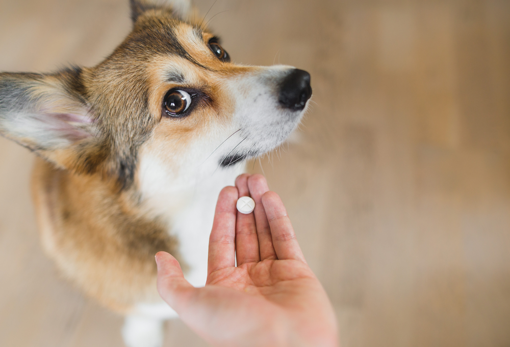 Mand køber medicin til sin hund: Knækker sammen af grin da han læser advarslen på pakken
