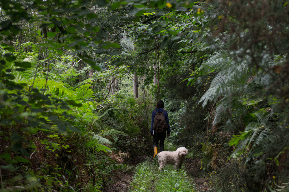 Mand farer vild i junglen: Må dræbe og spise sin egen hund for at overleve