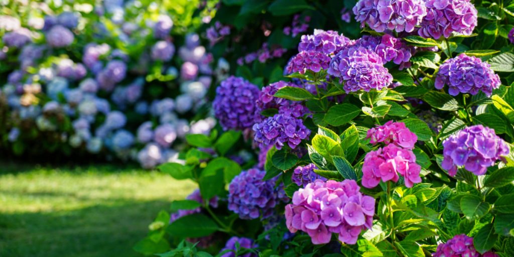 Gartner advarer: Dette er den største fejl, du kan begå, når du gør hortensia klar til vinter og forår