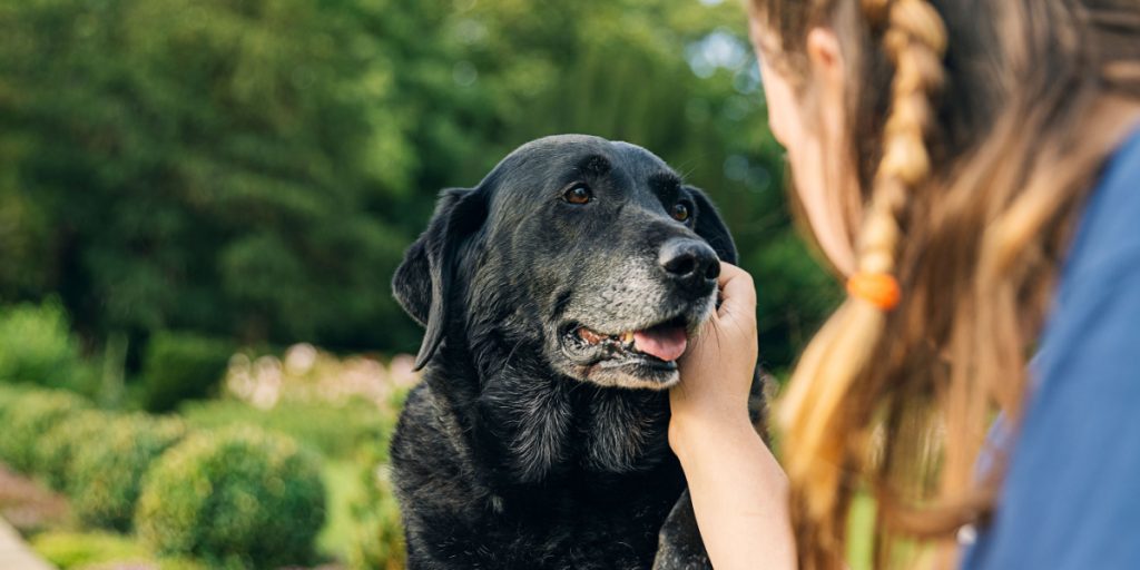Kvinden lærer naboen en lektie, da de efterlader deres hund for en ny hvalp