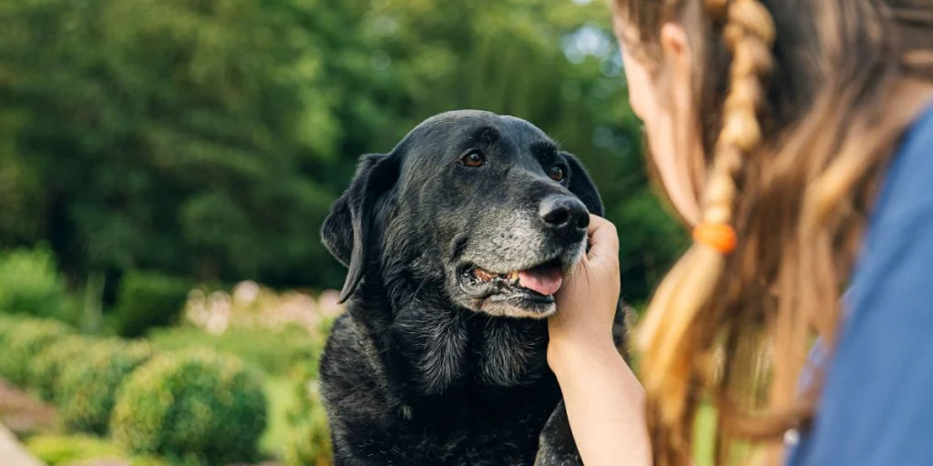 Kvinden lærer naboen en lektie, da de efterlader deres hund for en ny hvalp
