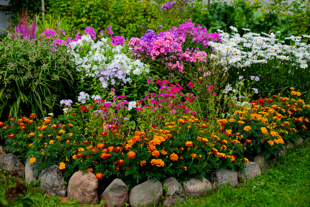 Drømmer du om en pæn have, der er let at holde? Så bør du plante disse blomster