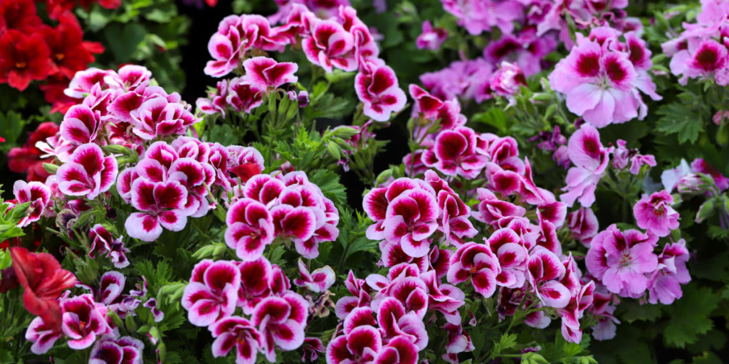 Selvom de er nemme at passe: Denne ting kan pelargonier ikke tåle
