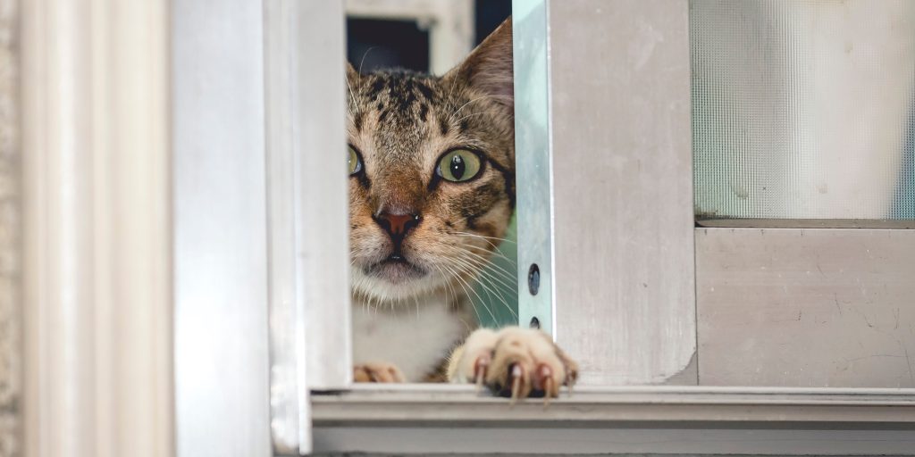 Den dummeste plan nogensinde? “Acoustic Kitty-projekt” skulle gøre katte til levende båndoptagere