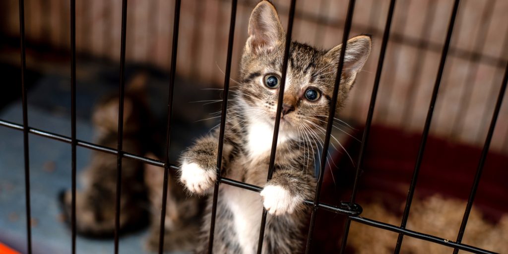 Politi redder mere end 150 katte på vej til slagteri: “Klar til at blive spist”