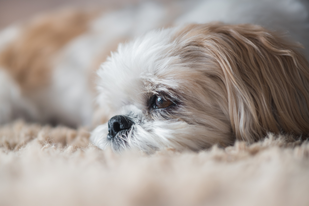 John mistede sin elskede hund: Klonede den og fik to nye
