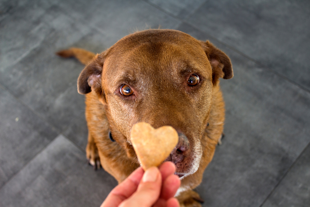 Sådan lærer du din hund at give pote