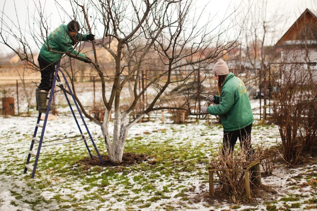 Havearbejde i januar: Sådan forbereder du haven til foråret