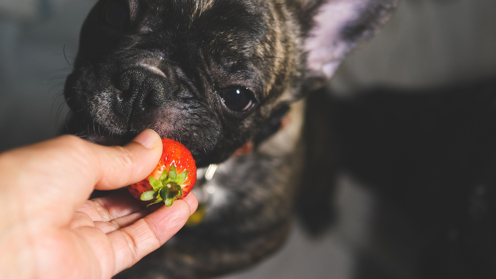 Lækkert eller farligt? Må din hund spise jordbær