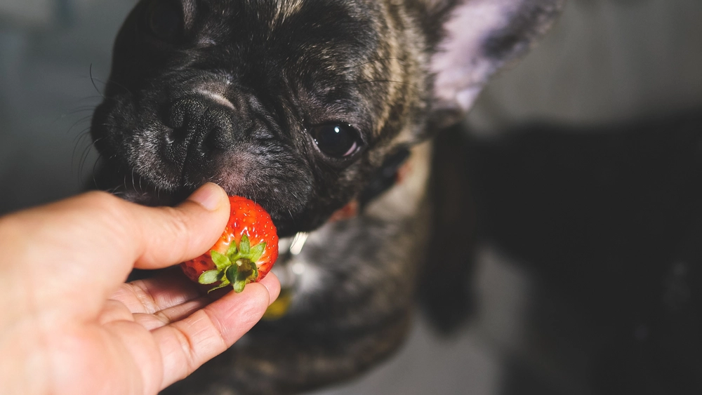 Lækkert eller farligt? Må din hund spise jordbær