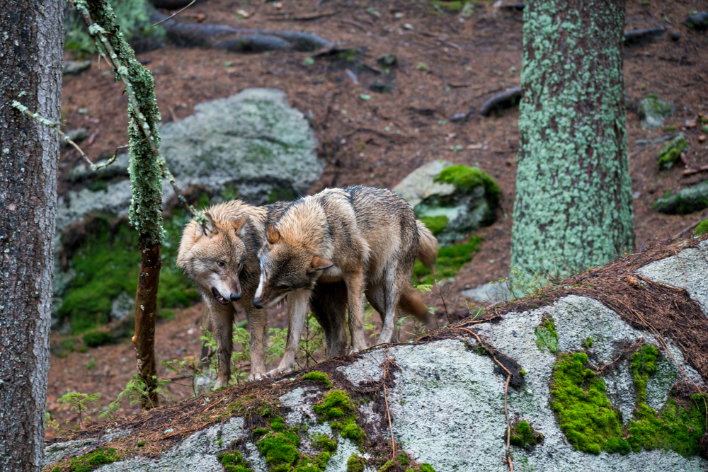 Tre ulvepar er forsvundet: Nu vil naturfredningsforening gribe ind
