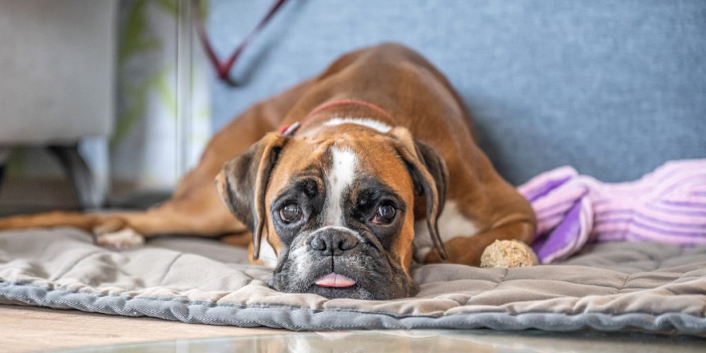 Så gammel er Verdens ældste hund
