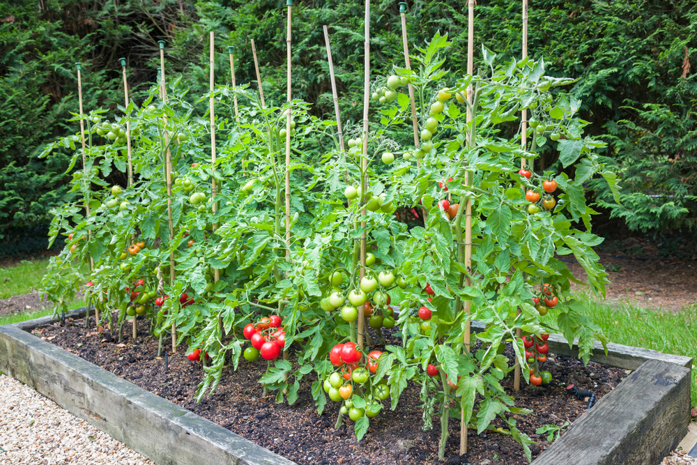 Kartofler og 4 andre planter, du ikke bør plante nær tomater