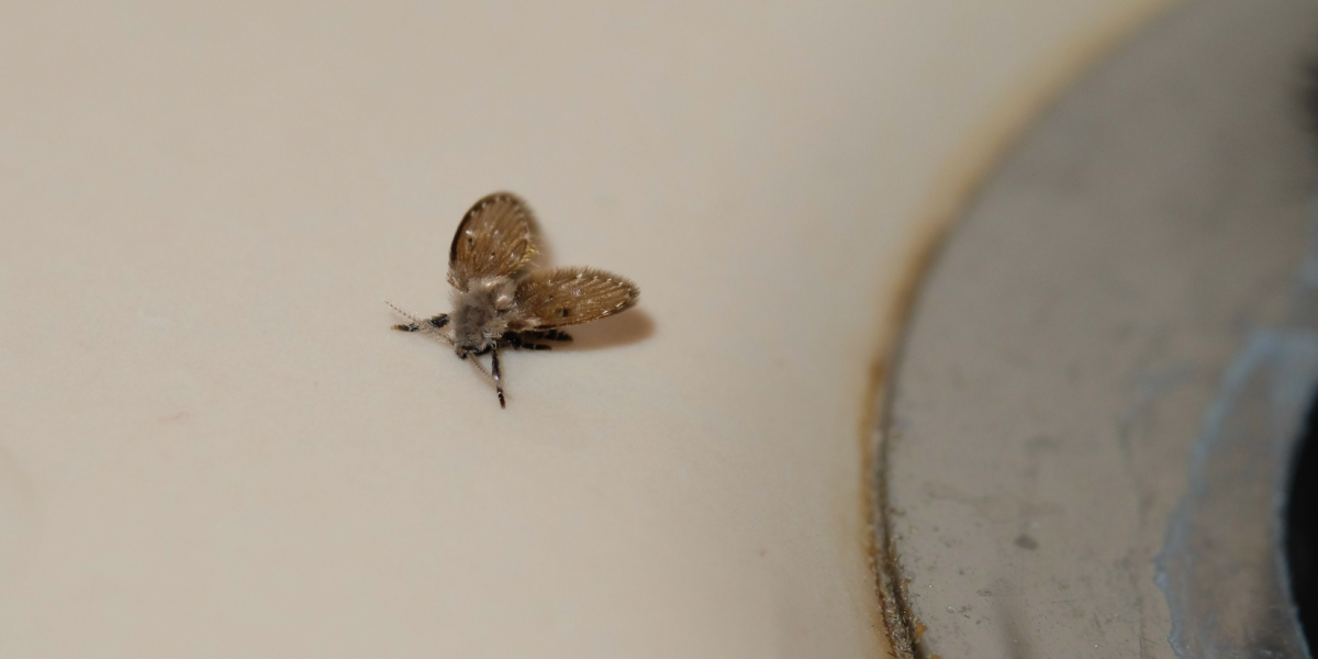 Sådan slipper du af med toiletfluer