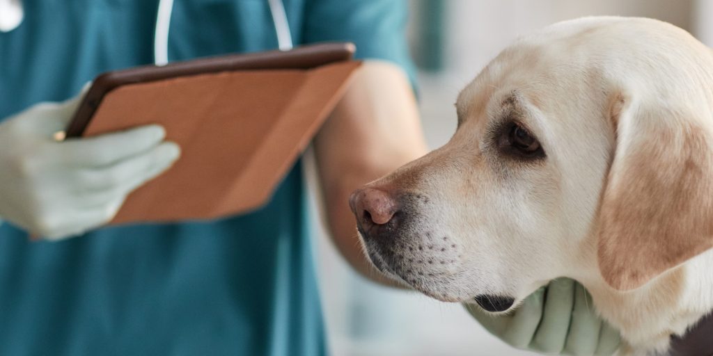 Pas på hunden: 5 forårsplanter, der kan være giftige for Fido