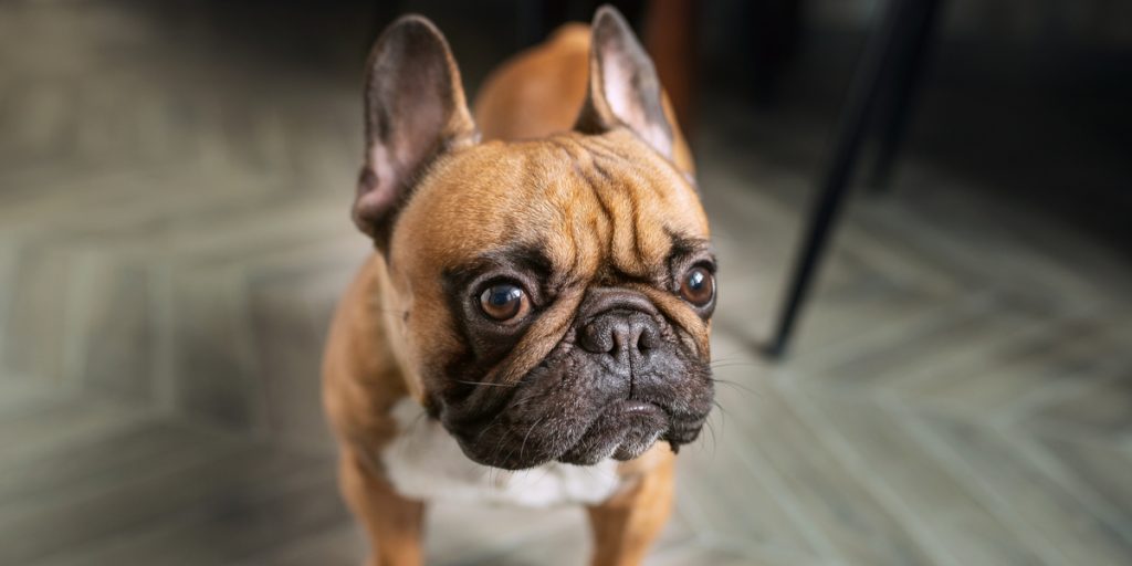 Hendes hund legede i haven: Så startede deres mareridt