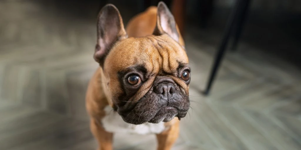 Hendes hund legede i haven: Så startede deres mareridt