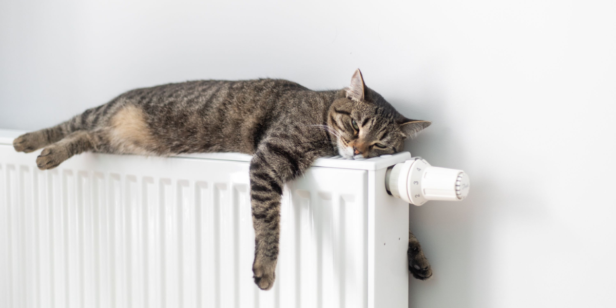 Killing eller voksen kat? 11 fordele ved at adoptere den sidste kategori