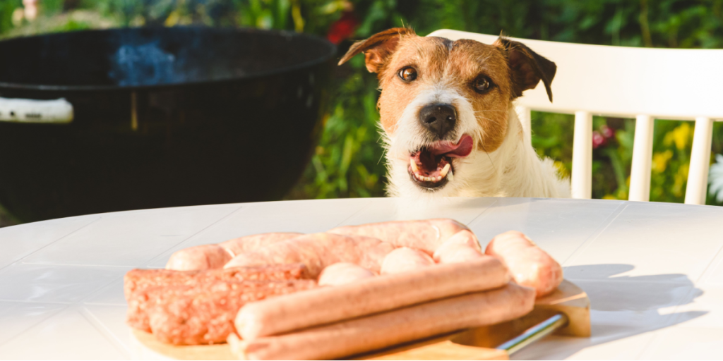 Pas på Fido i grillsæsonen: Disse madvarer må du aldrig give den