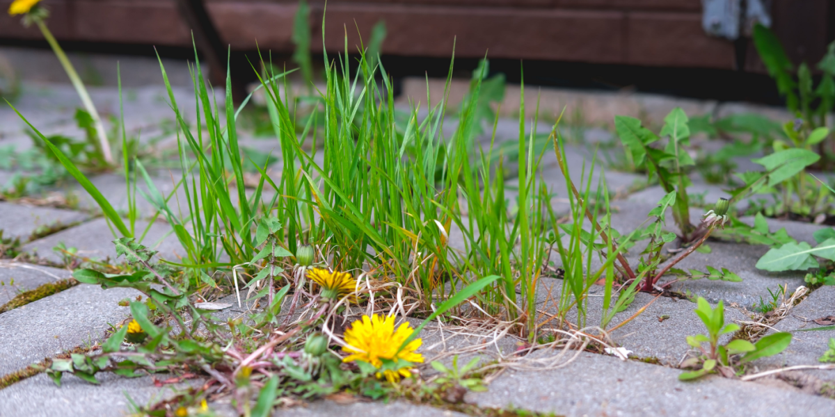 Ukrudtet på din terrasse forsvinder ‘samme dag’ med denne simple metode