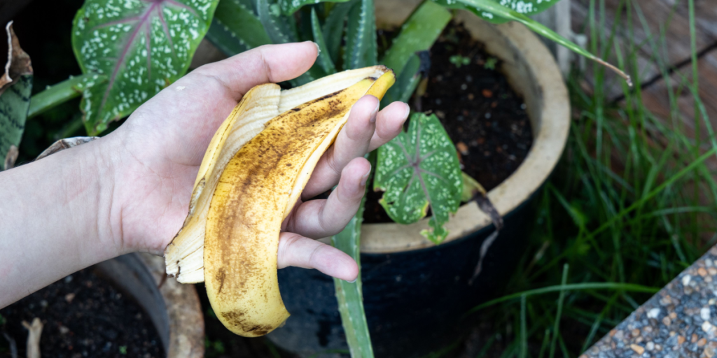 Bananskræller og 3 andre madvarer, der kan udrette mirakler i din have