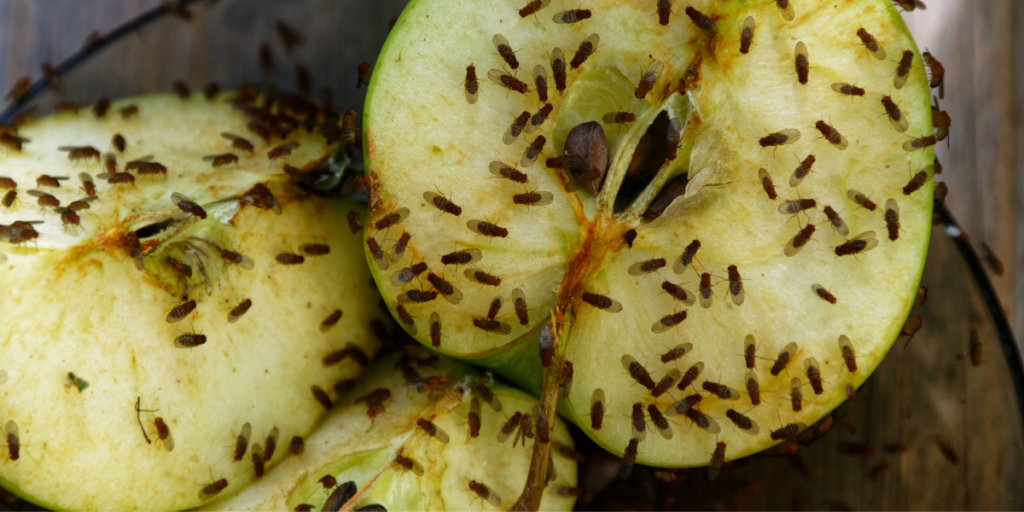 Invaderet af bananfluer? Sådan slipper du af med dem i løbet af en enkelt nat