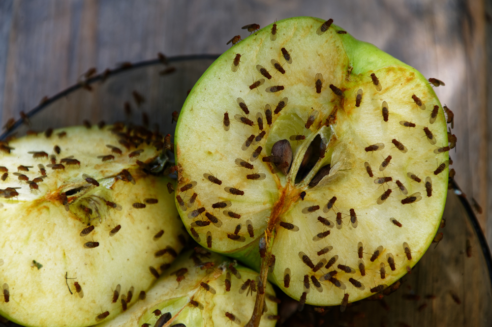 Slip af med bananfluer i hjemmet: Konstruer en hjemmelavet fælde